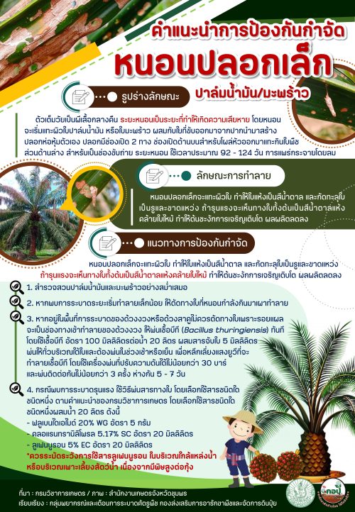 คำแนะนำ_หนอนปลอกเล็ก